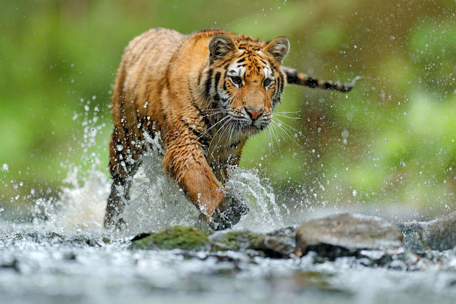 1. Tiger